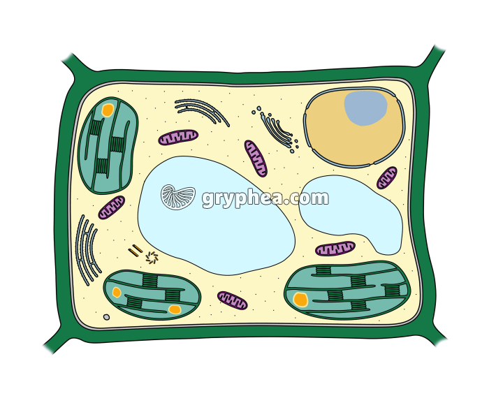 Cellule végétale (ultrastructure) - gryphea.com